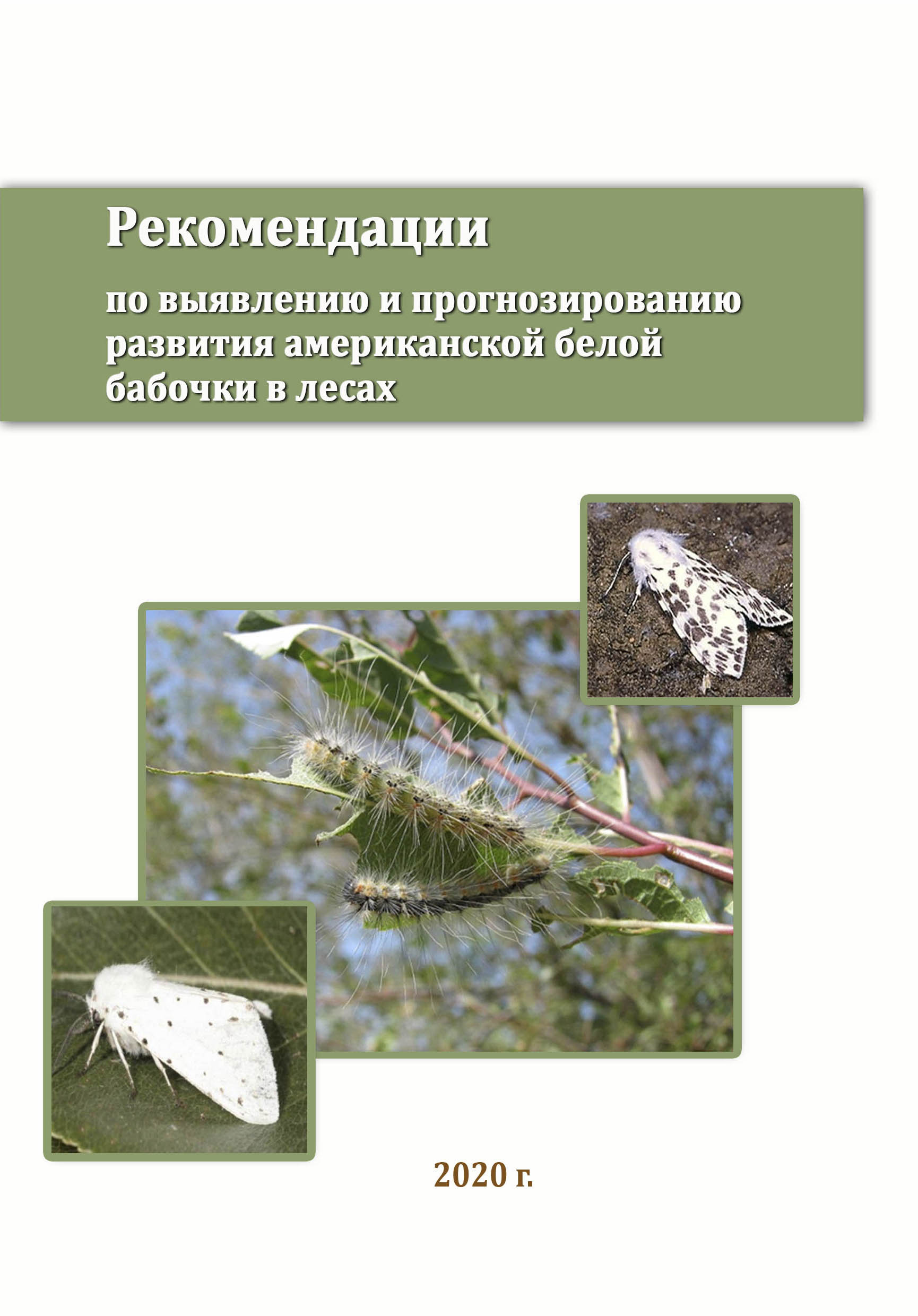 Рекомендации по выявлению и прогнозированию развития американской белой бабочки в лесах