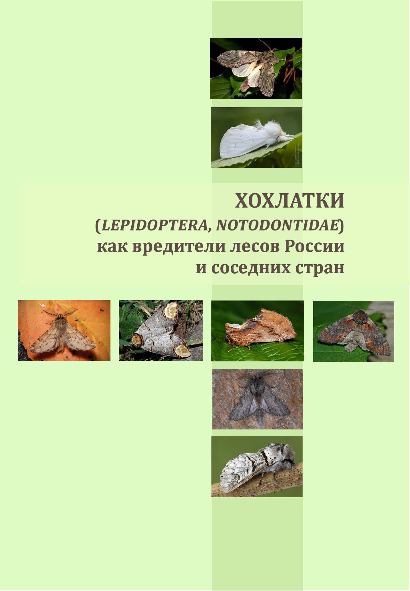Хохлатки (Lepidoptera, Notodontidae) как вредители лесов России и соседних стран