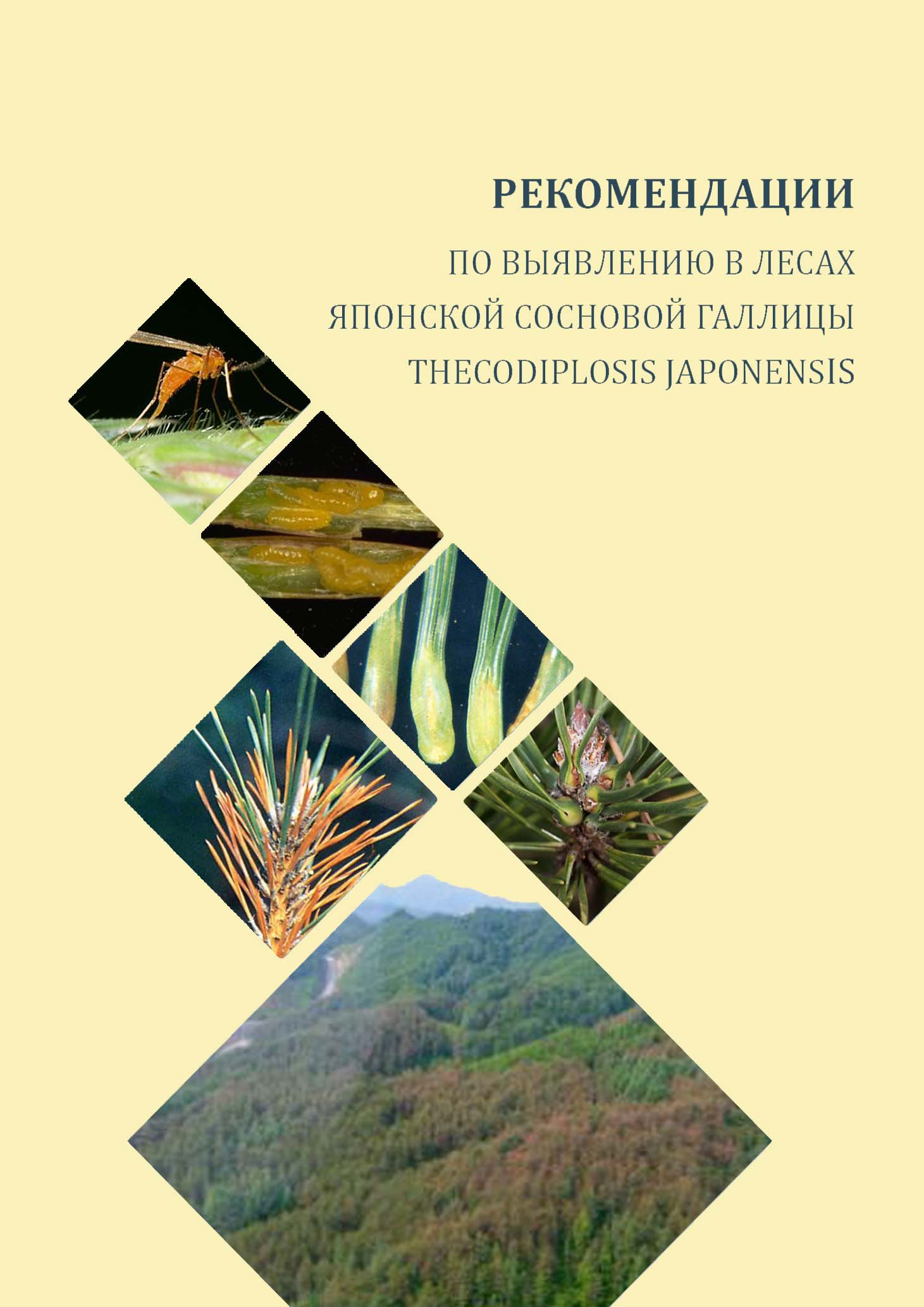 Рекомендации по выявлению в лесах японской сосновой галлицы Thecodiplosis japonensis