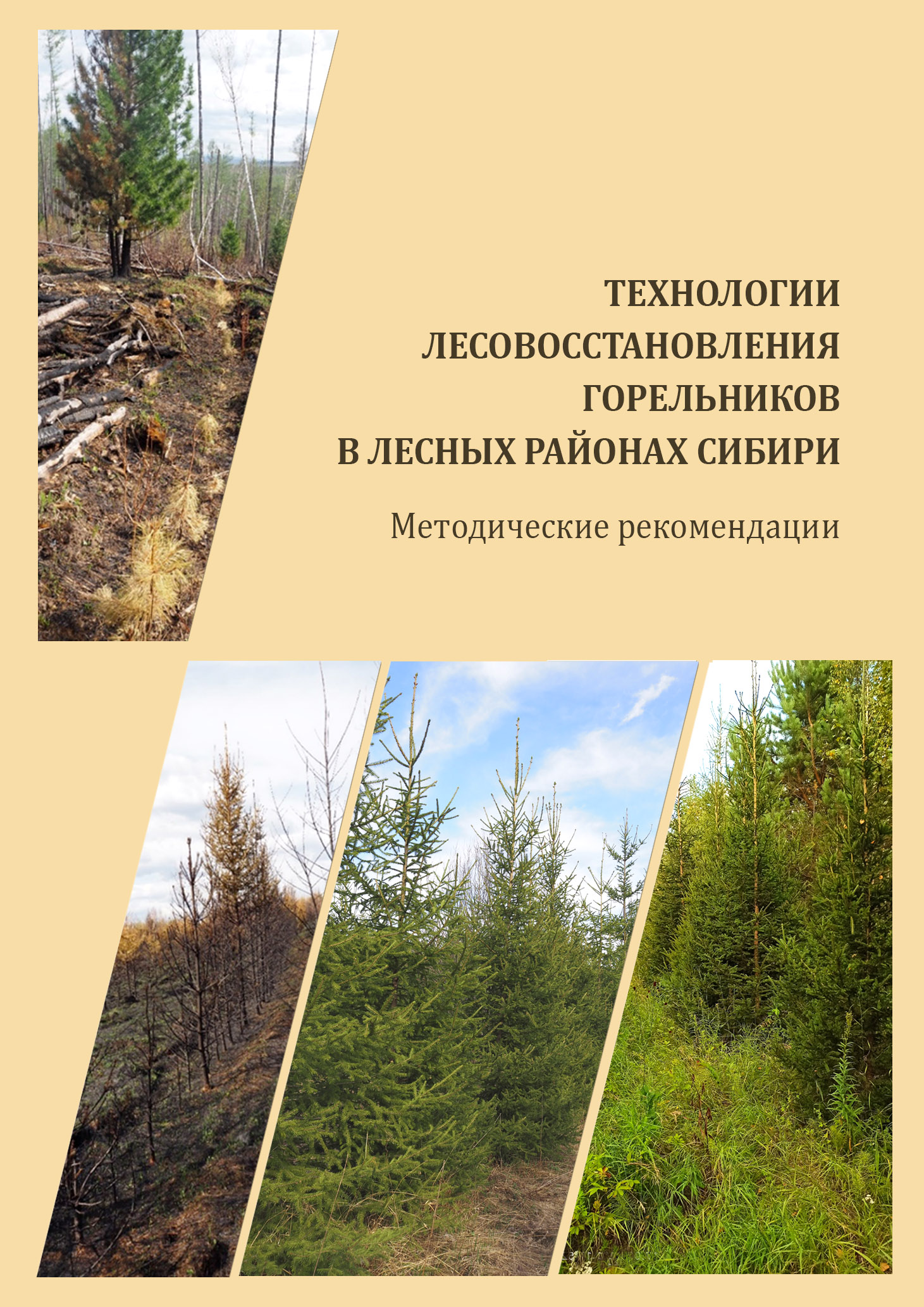 Технологии лесовосстановления горельников в лесных районах Сибири