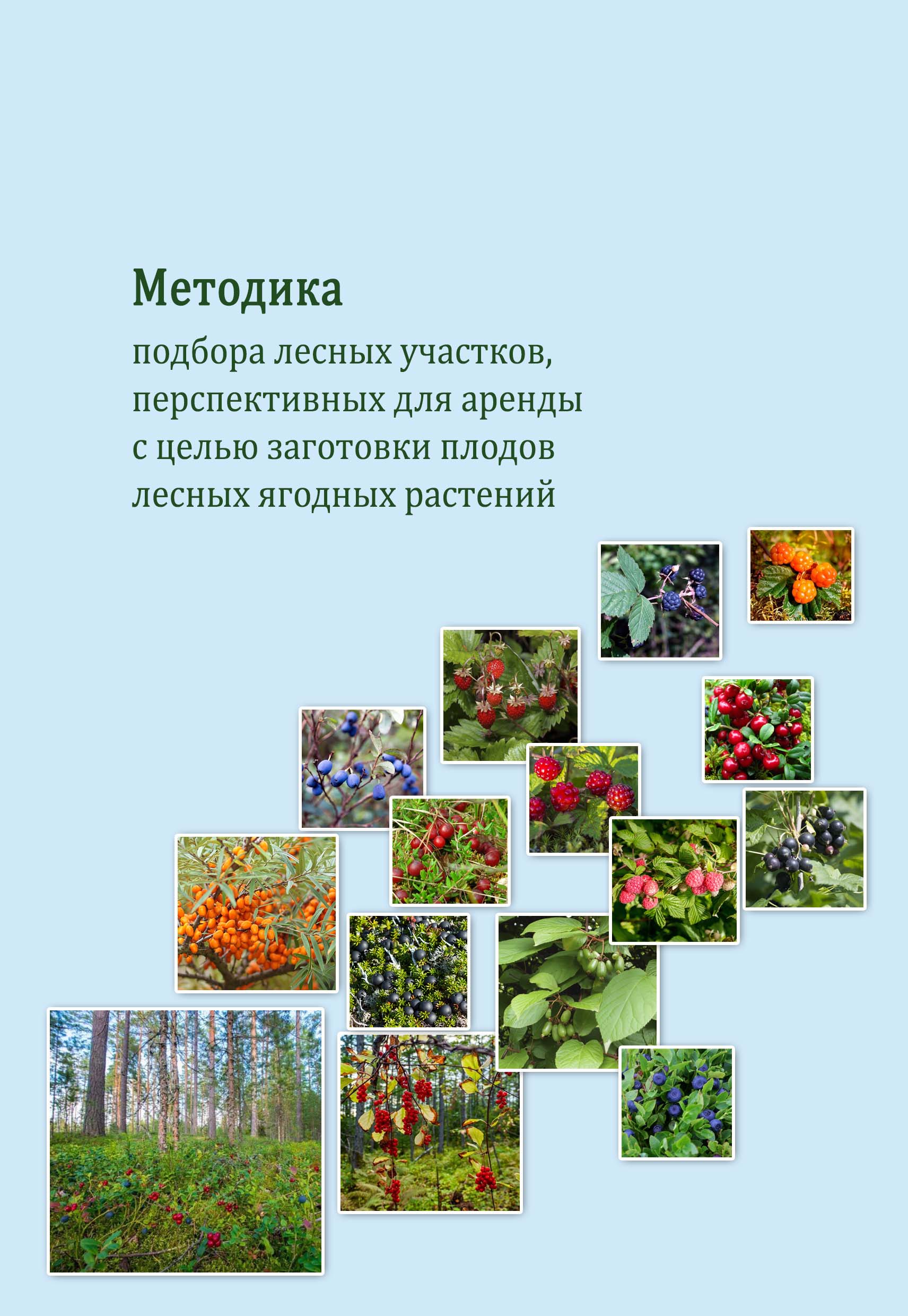 Методика подбора лесных участков, перспективных для аренды с целью заготовки плодов лесных ягодных растений