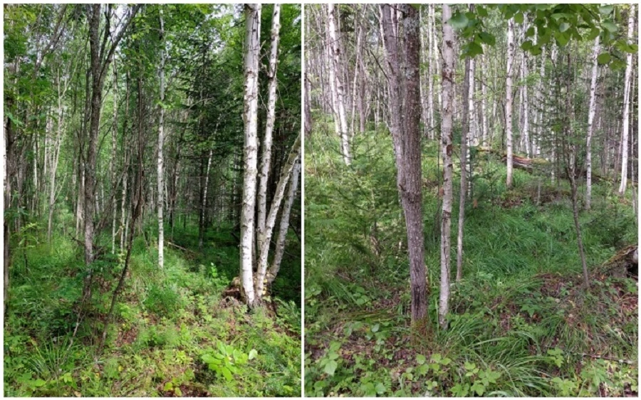 Естественное лесовозобновление на участках, пройденных высокоинтенсивным горением на вырубке зимы 1997-1998 гг.