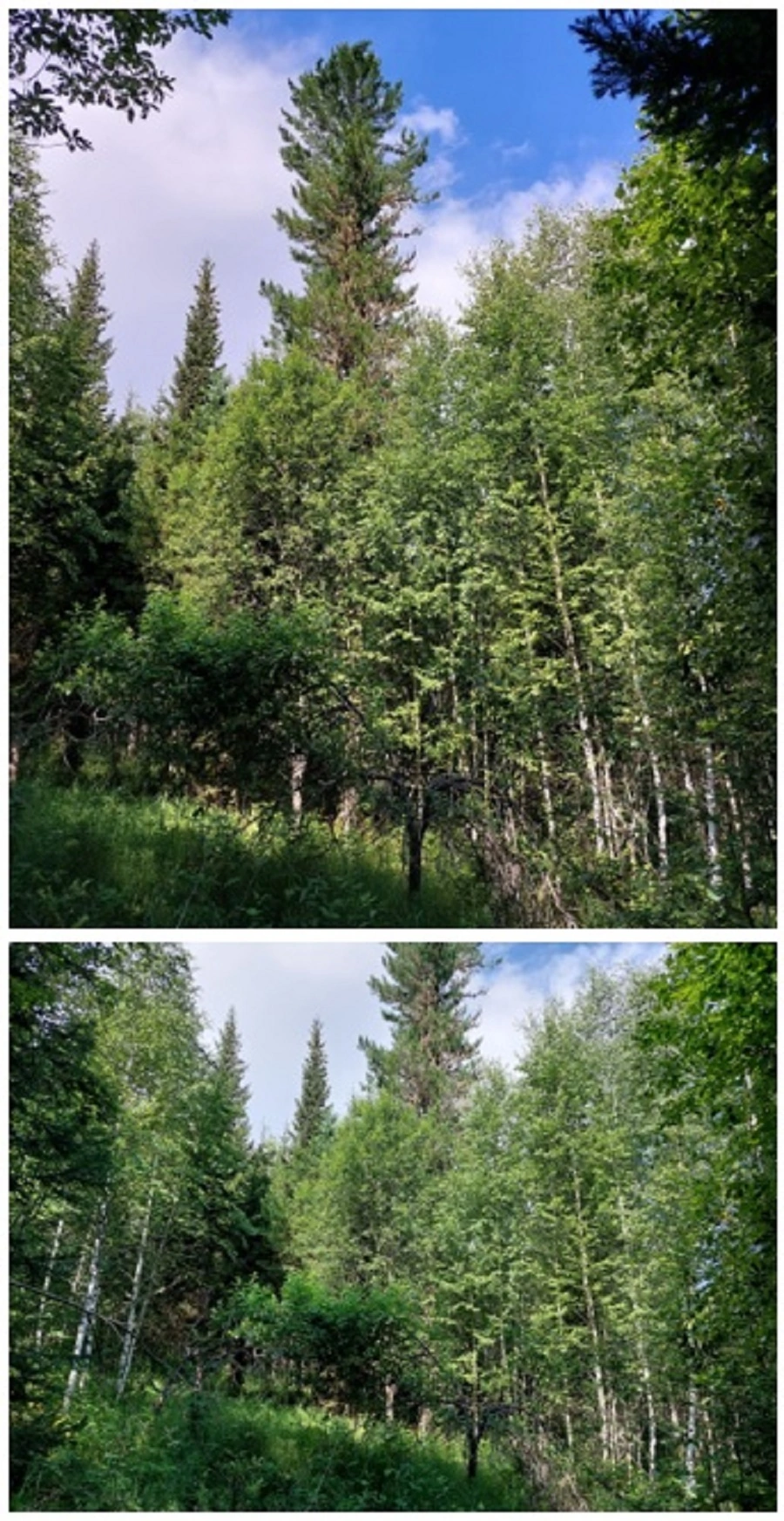 Естественное лесовозобновление на негоревших участках вырубки зимы 1997-1998 гг.