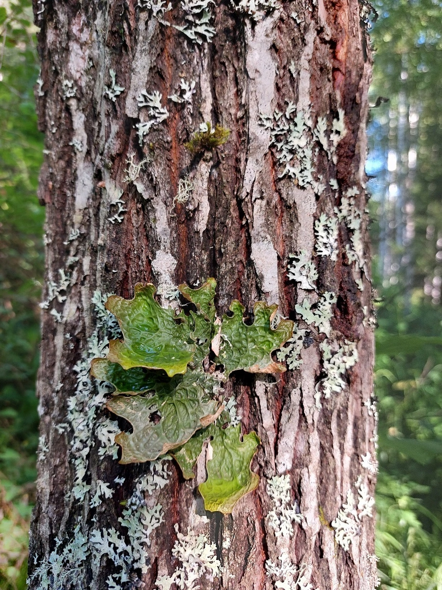 Краснокнижный лишайник Лобария легочная (Lobaria pulmonaria) на стволе ивы