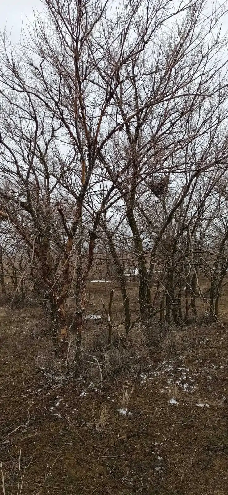 Насаждение вяза