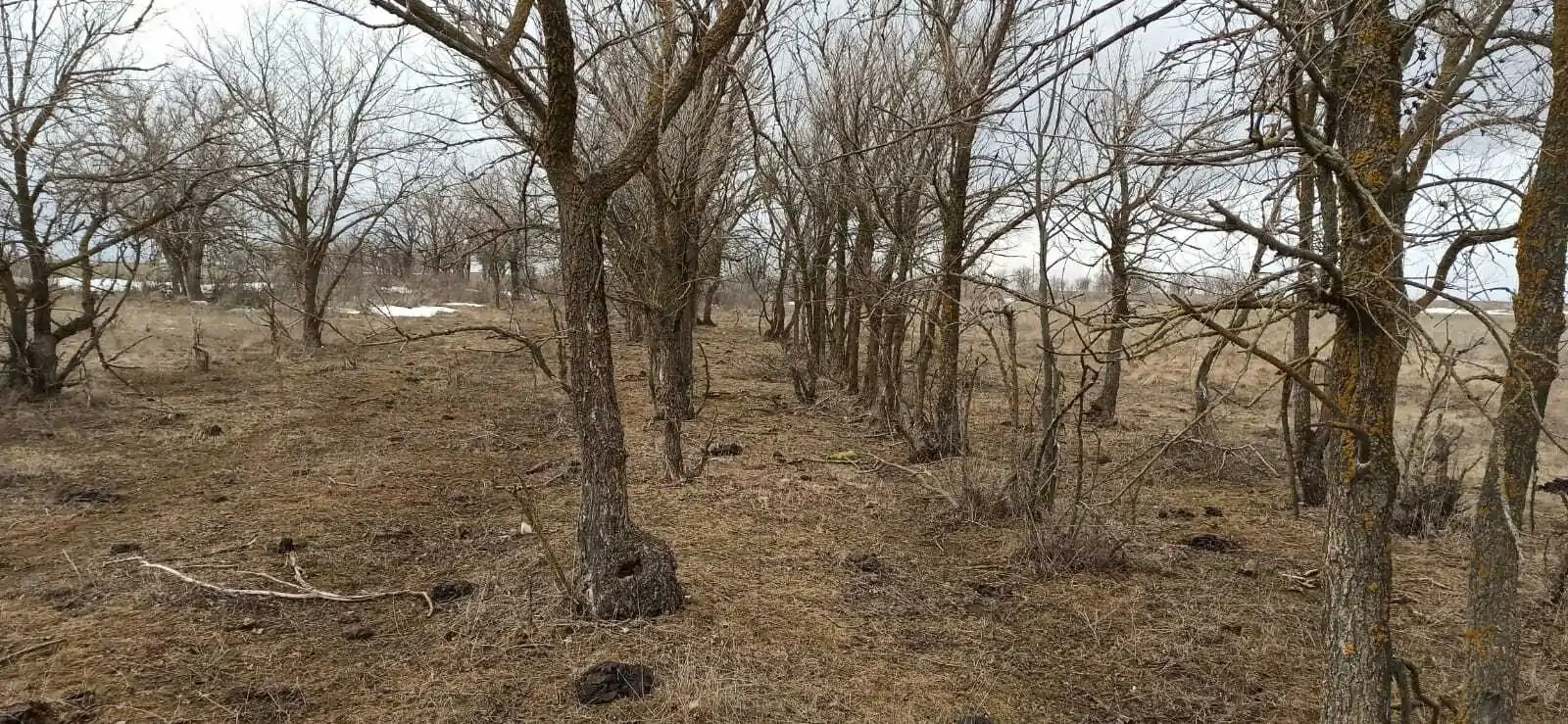 Насаждение дуба