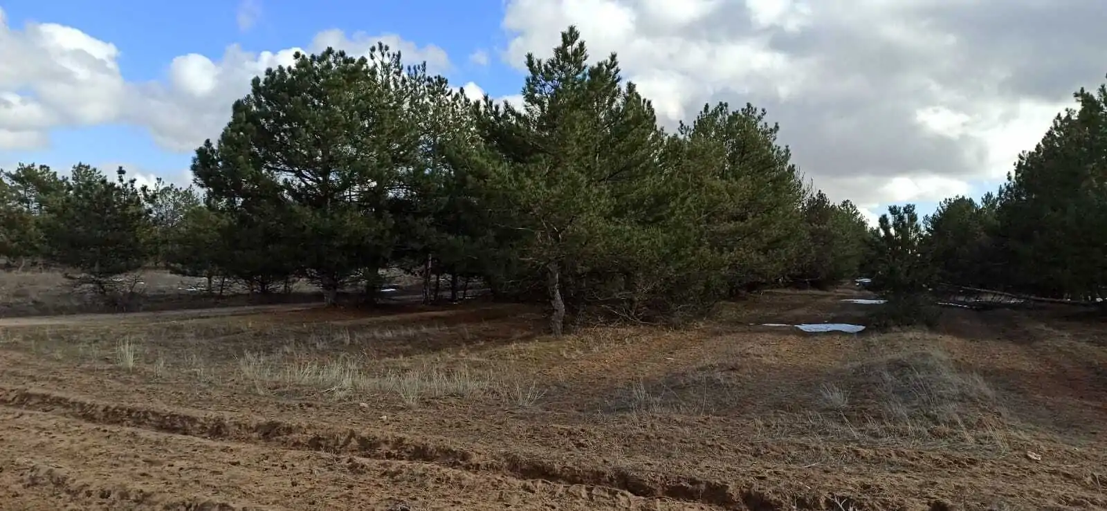 Насаждение сосны крымской