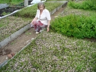 Клюква во время цветения