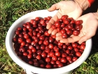 Клюква, сорт Дар Костромы