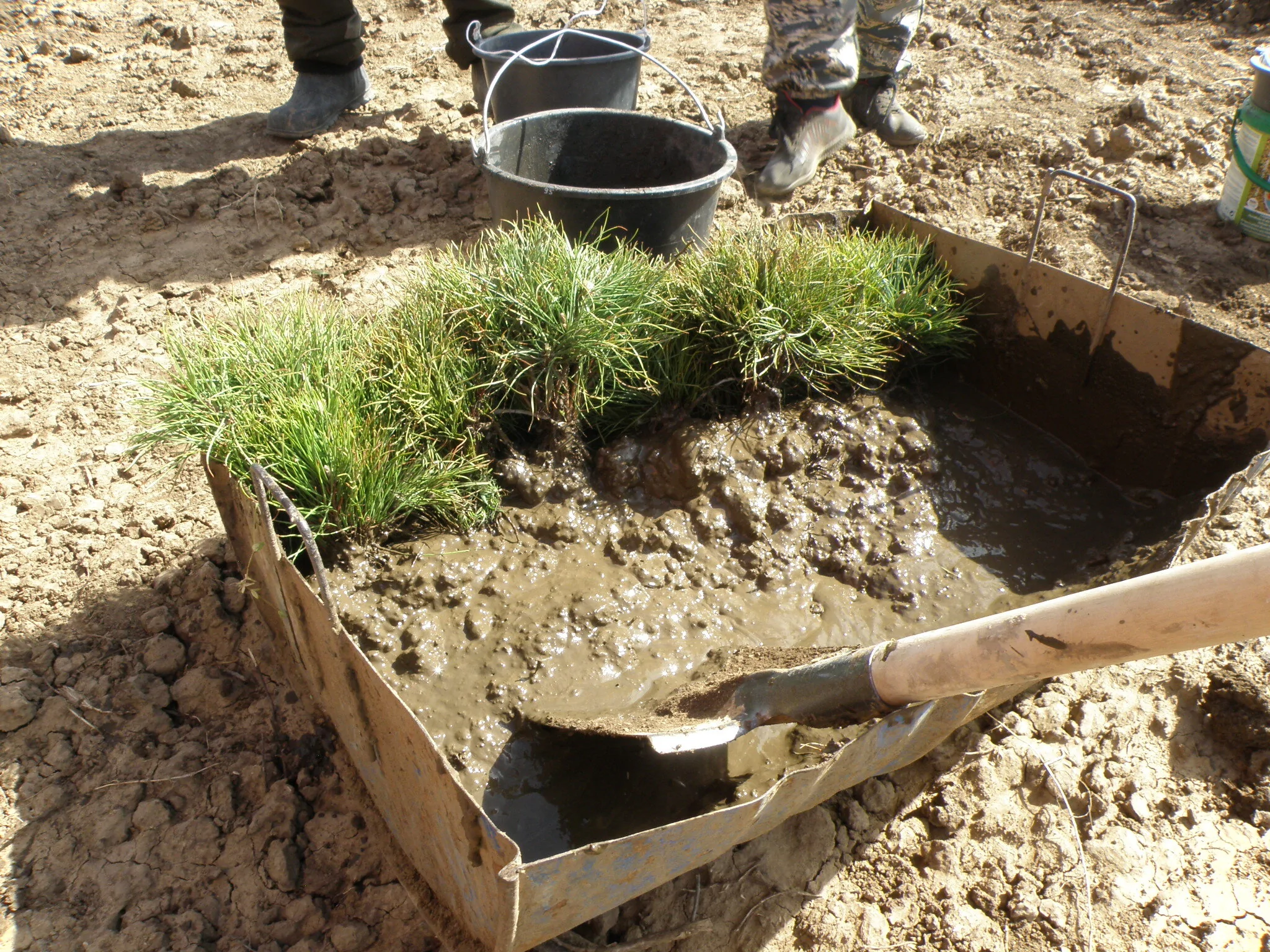 Подготовка саженцев сосны