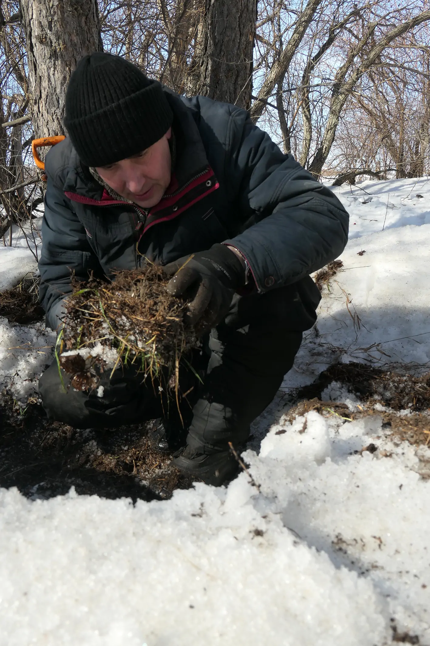 учёт численности и сбор гусениц сибирского коконопряда в подстилке