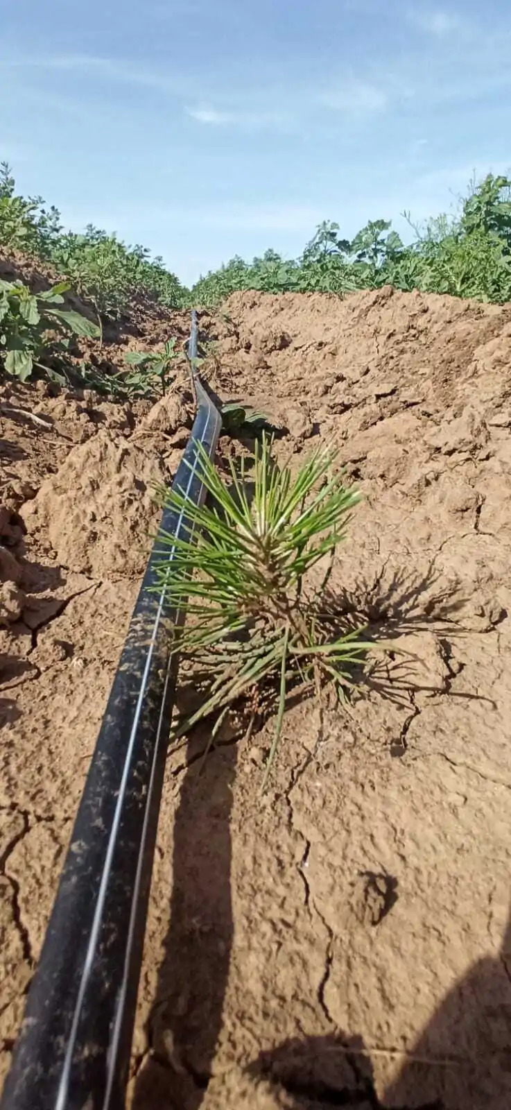 Опытные лесные культуры сосны крымской