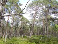 Пробные площади, Онежское Поморье