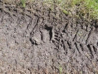 Медвежий след