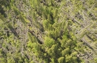 Участок леса с усохшими деревьями на территории Сурского лесничества (съемка с воздуха)