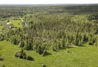 Участок леса с усохшими деревьями на территории Сурского лесничества (съемка с воздуха)