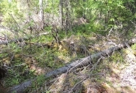 Участок с деградацией насаждений