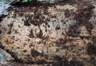 Поражение деревьев на пробных площадях стволовыми вредителями