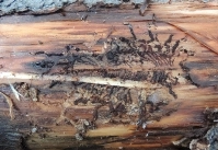 Поражение деревьев на пробных площадях стволовыми вредителями