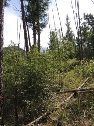 Участки, пройденные пожарами