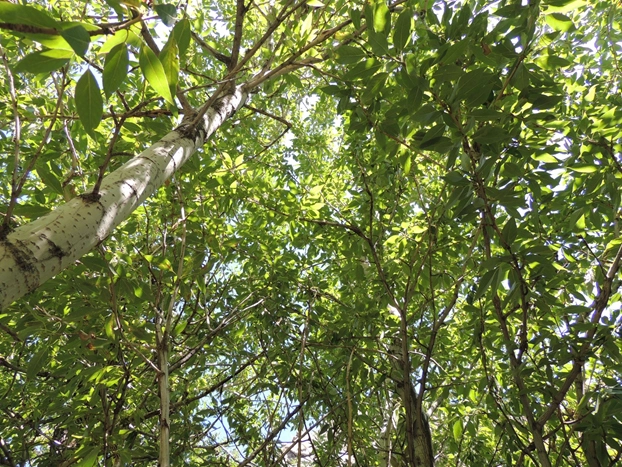 Насаждение Тополя лавролистного