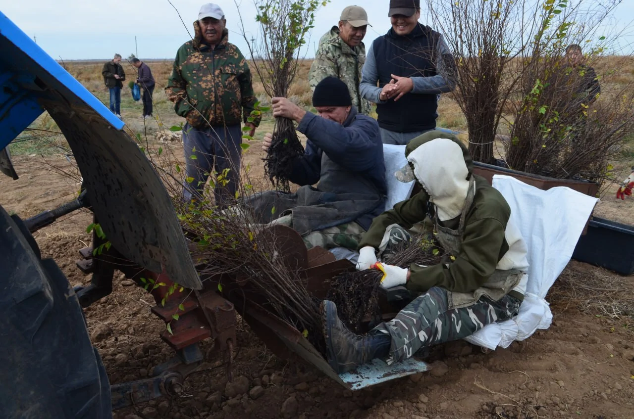 Посадка укрупненных сеянцев
