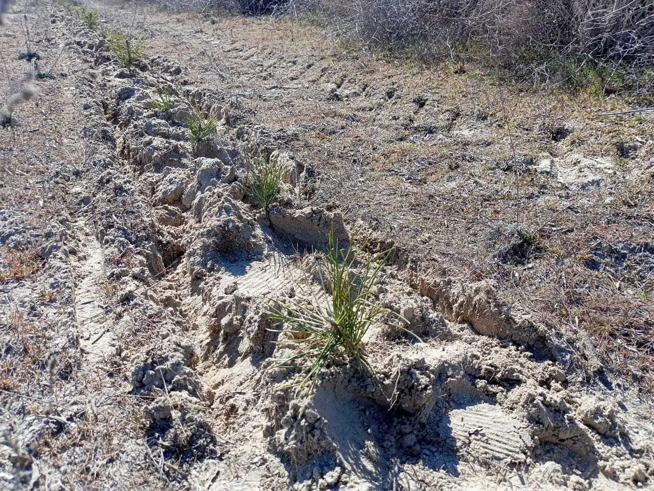 Лесные культуры сосны крымской