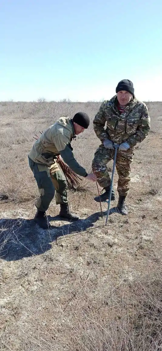 Посадка черенков шелюги (ивы)