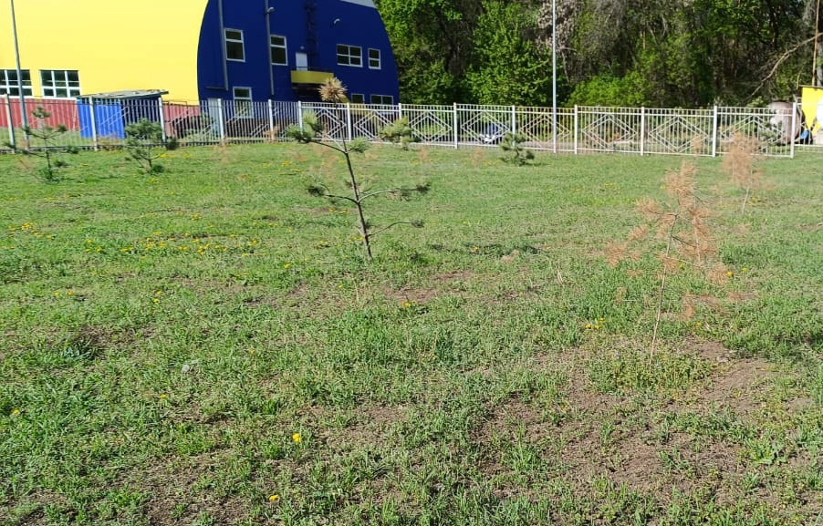 Погибшие саженцы сосны на территории детского оздоровительного лагеря