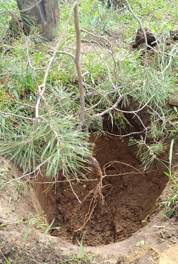 Посадка сосны обыкновенной на территории МБОУ ДО ДООЦ «Родничок»