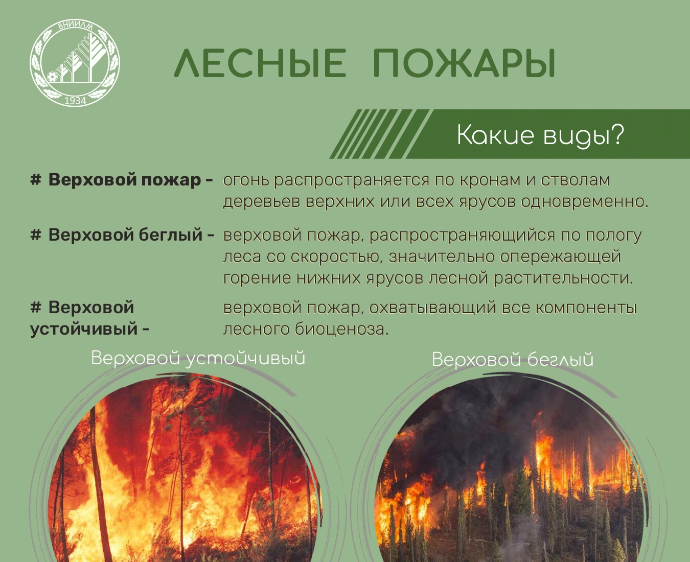 Виды верхового пожара