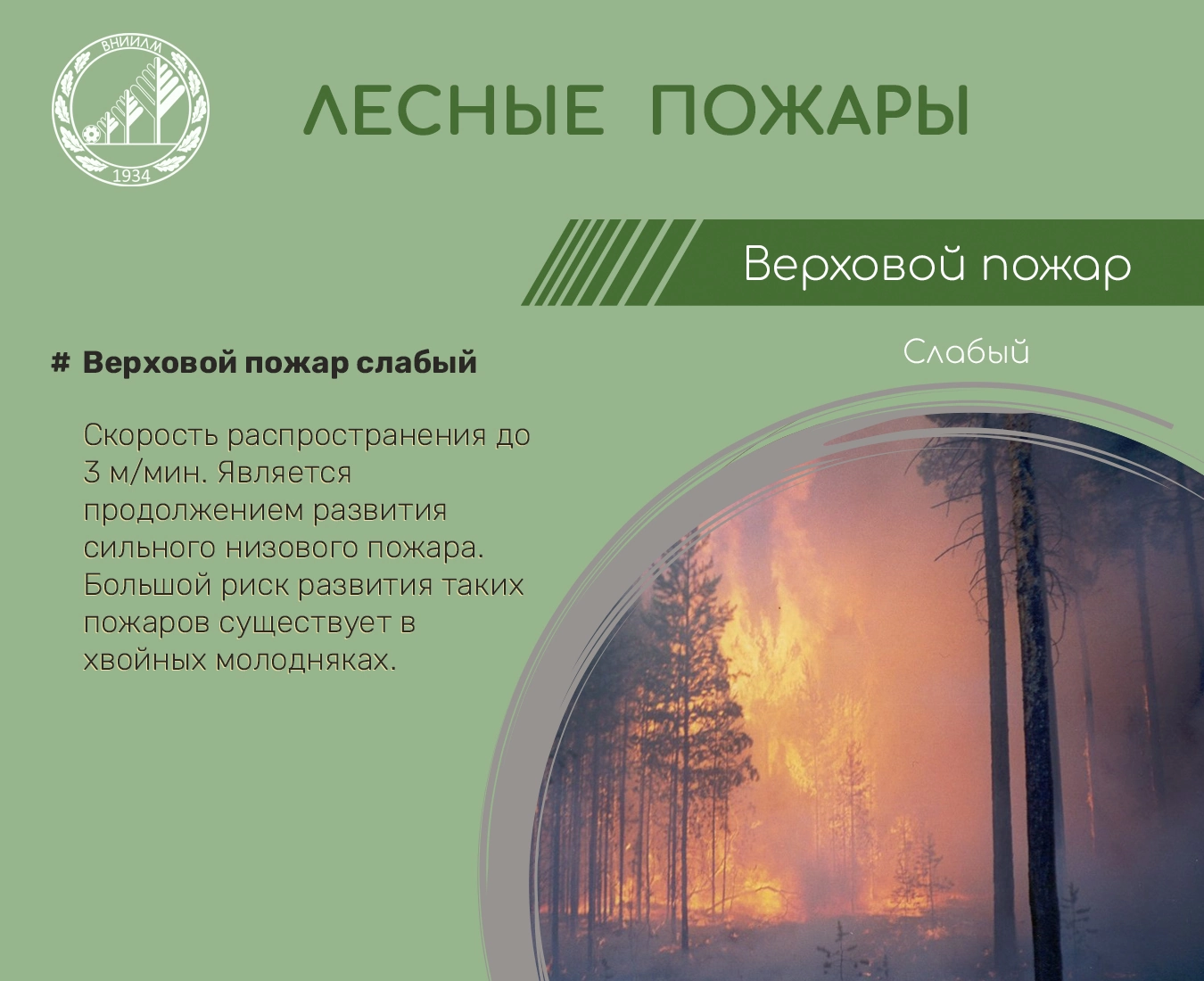 Верховой пожар слабый