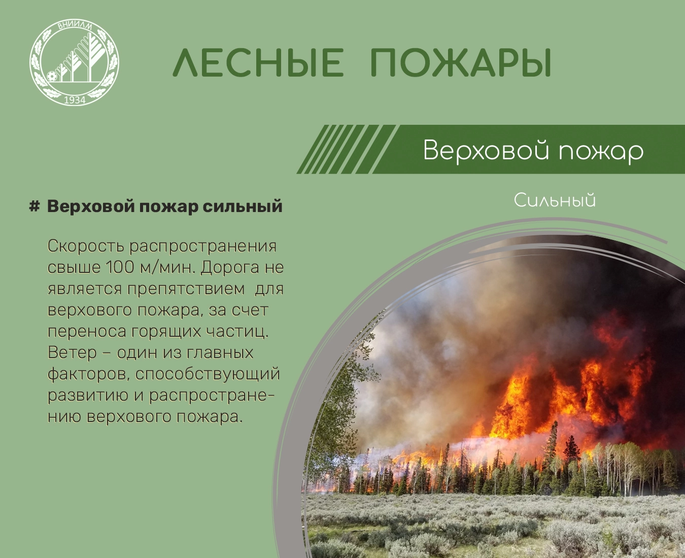 Верховой пожар сильный