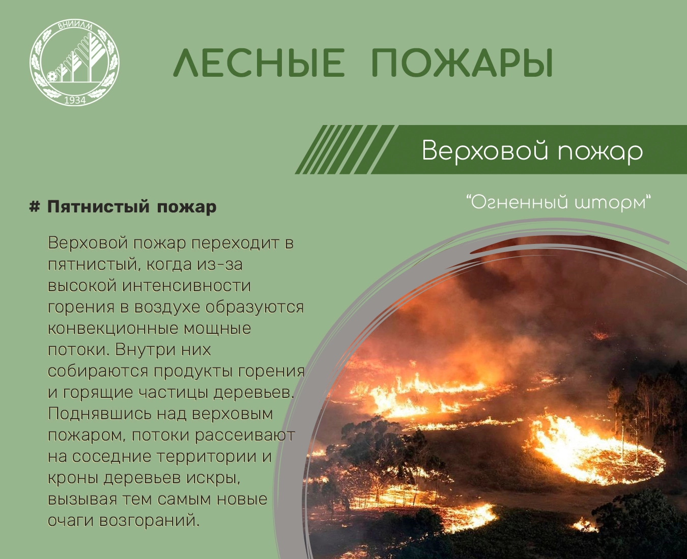 Верховой пожар пятнистый