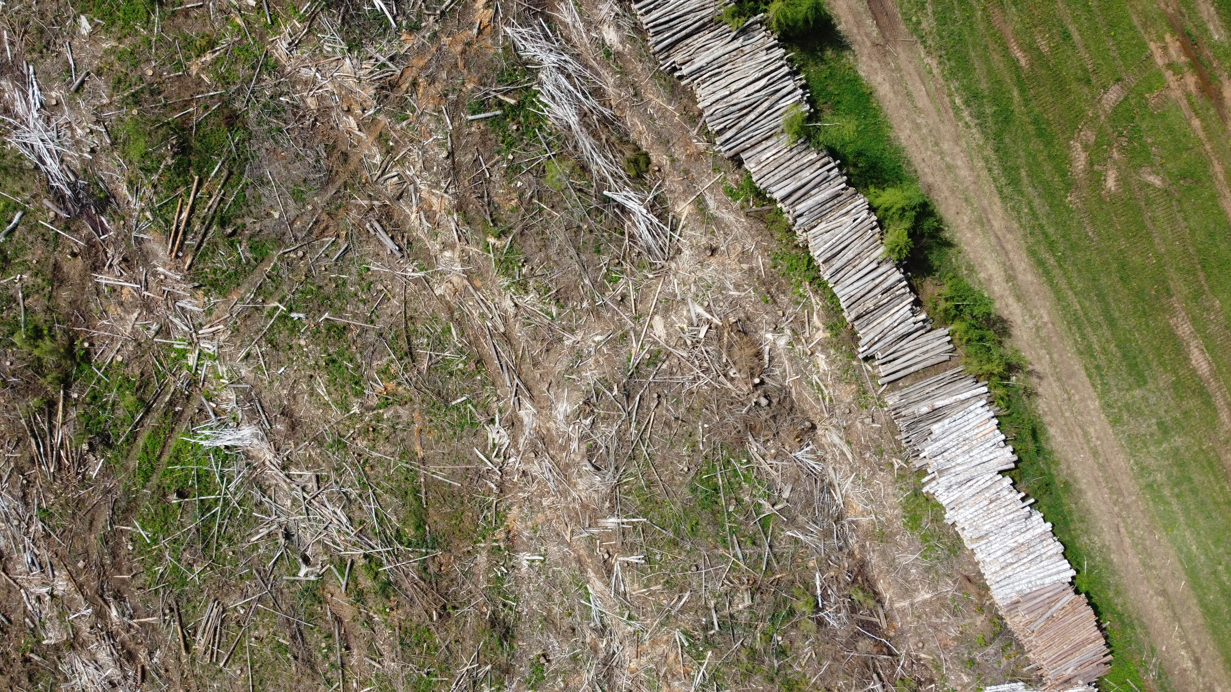 Получение NDVI индекса с помощью мультиспектральной камеры.    Участок после сплошной рубки. Съемка с квадрокоптера.