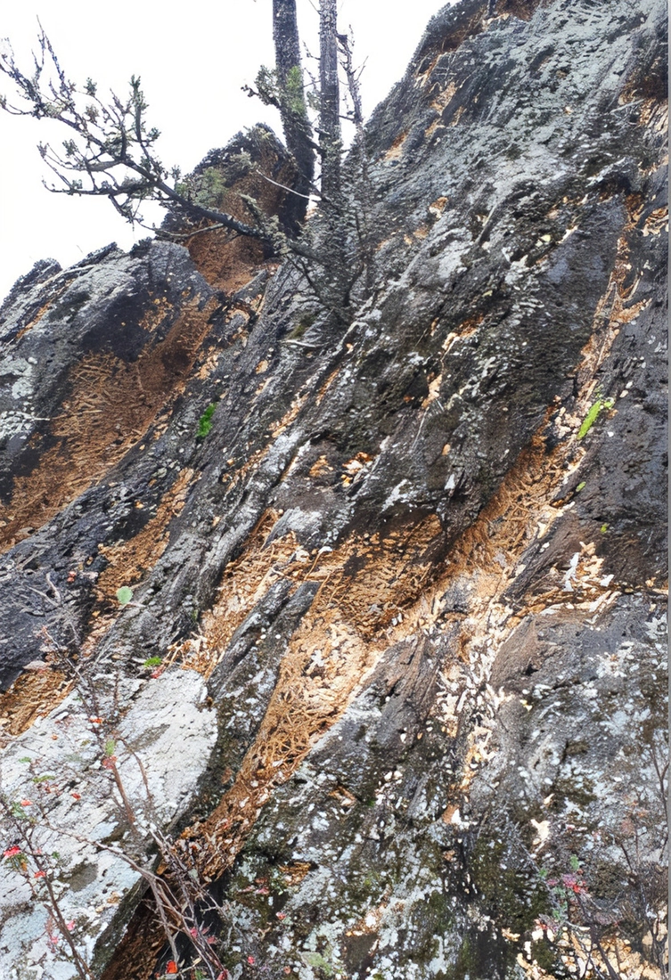 Рисунок 1. Массовое скопление яйцекладок непарника на скалах в Республике Алтай