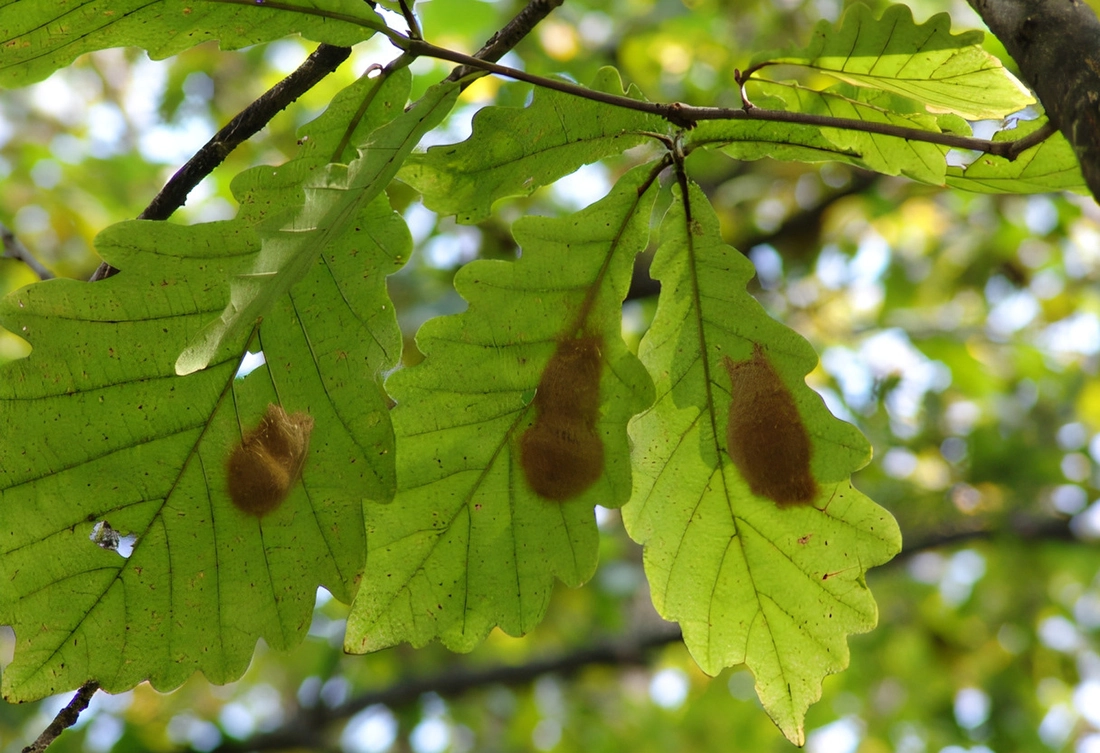 Рисунок 2. Яйцекладки непарника на листве дуба