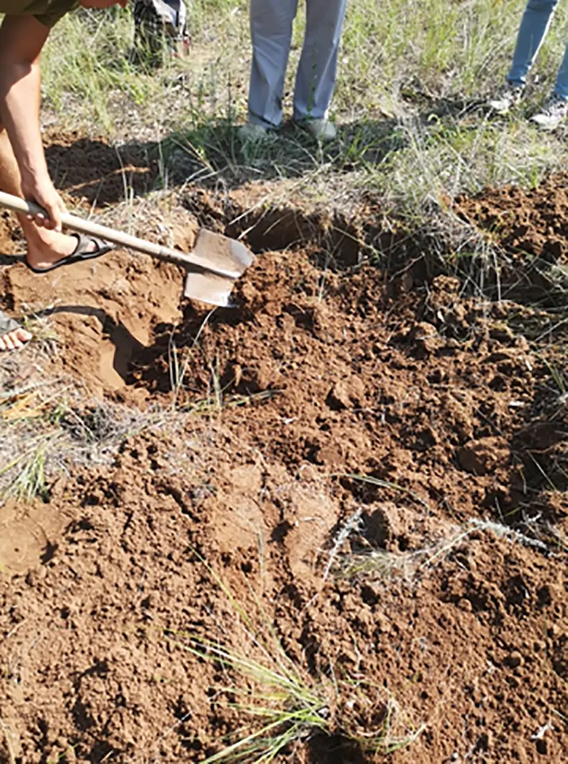 Рис. 2. Почвенные раскопки при обследовании на хрущей