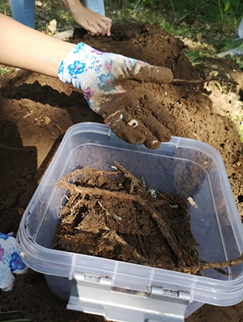 Рис. 3. Сбор найденных личинок в садок