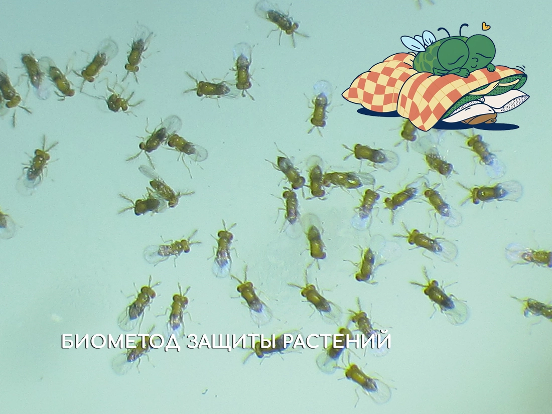 Имаго трихограммы