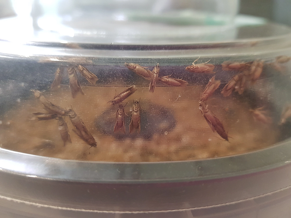 Бабочки зерновой моли