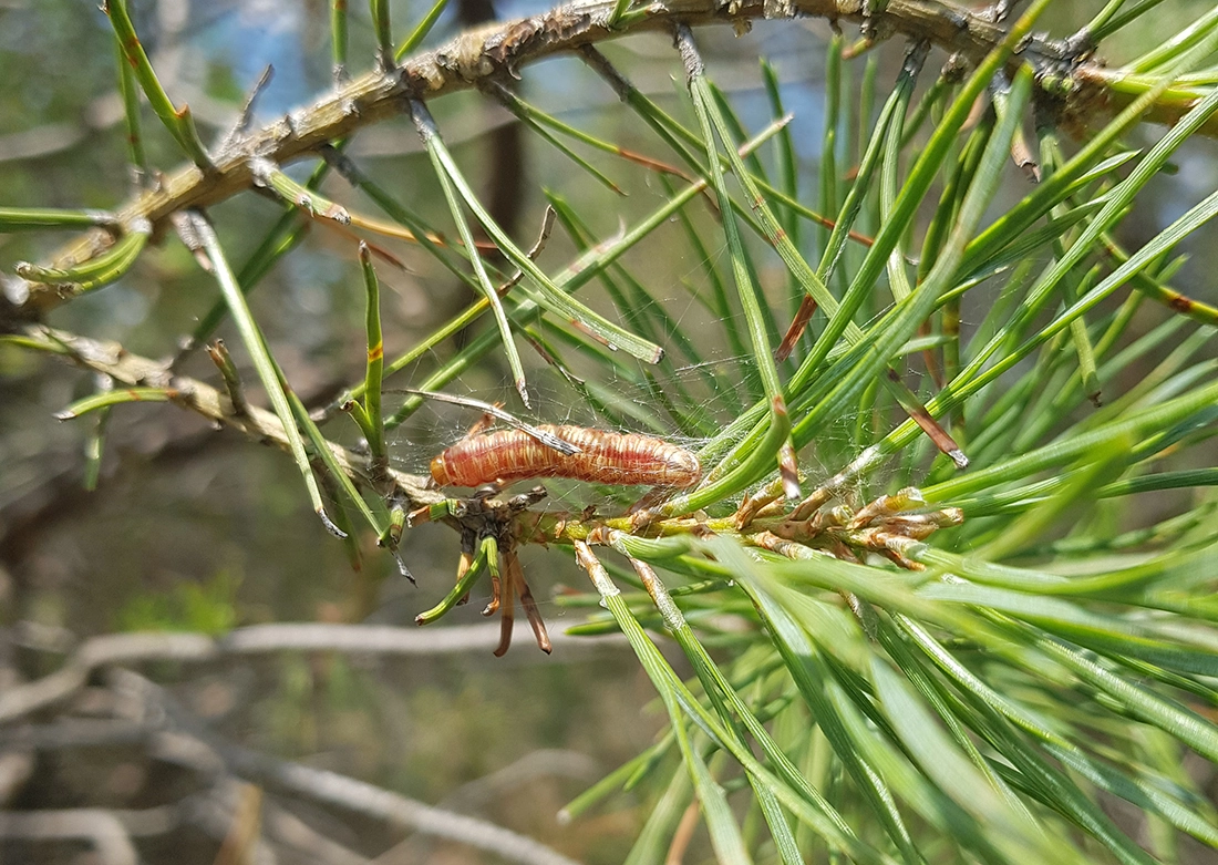 Личинка звездчатого пилильщика-ткача