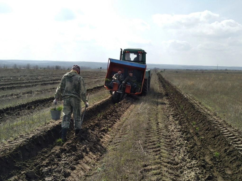 Посадка сеянцев сосны обыкновенной