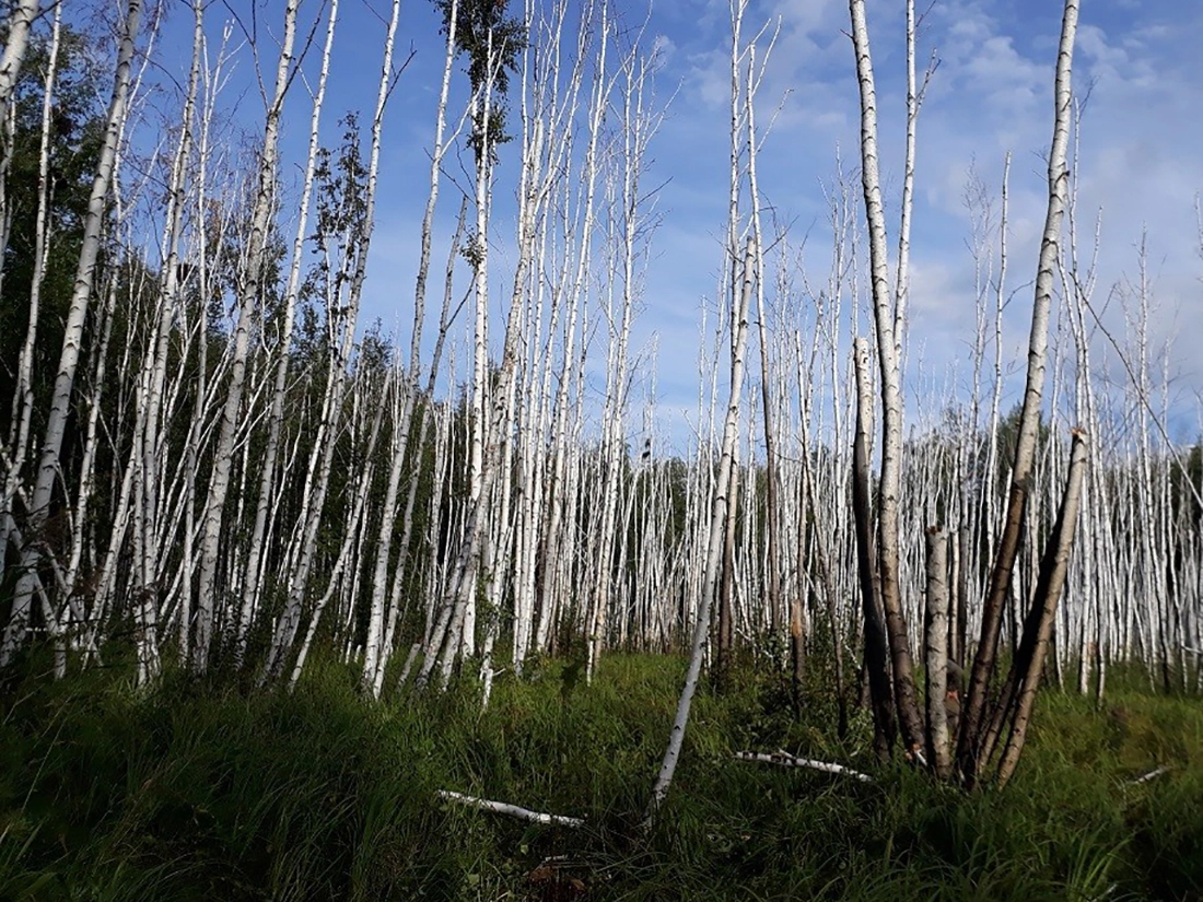 Общий вид березового колка после подтопления и пожара