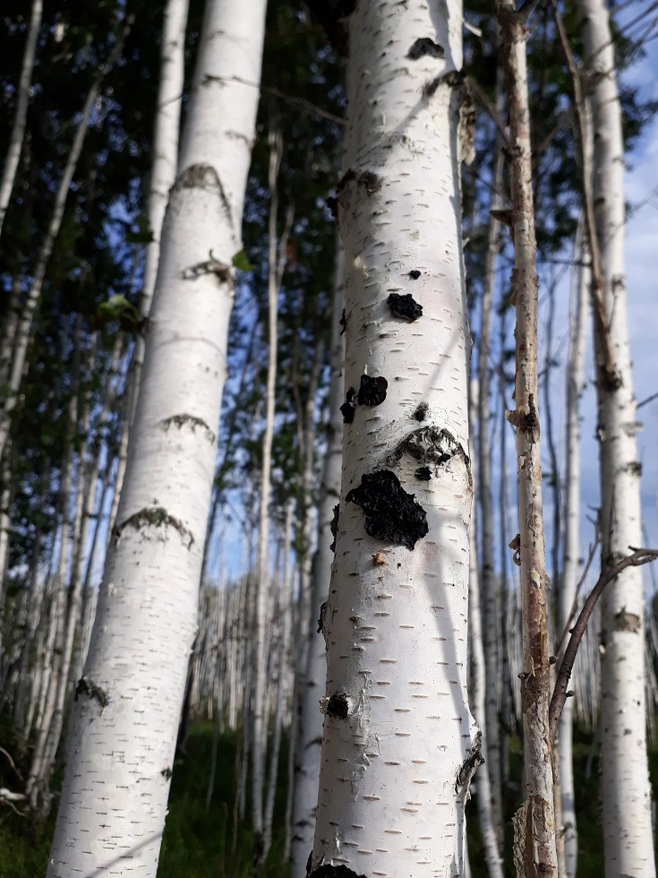 Эксидия железистая (Exidia glandulosa), отмечена только на молодых березах в Омской области