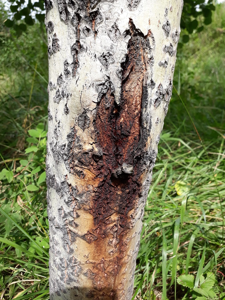 Бактериальная водянка осины  отмечена только на юге Омской области