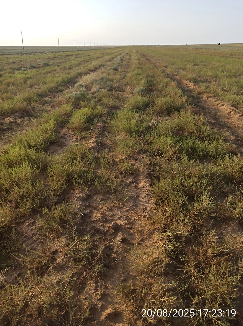 Комсомольское участковое лесничество