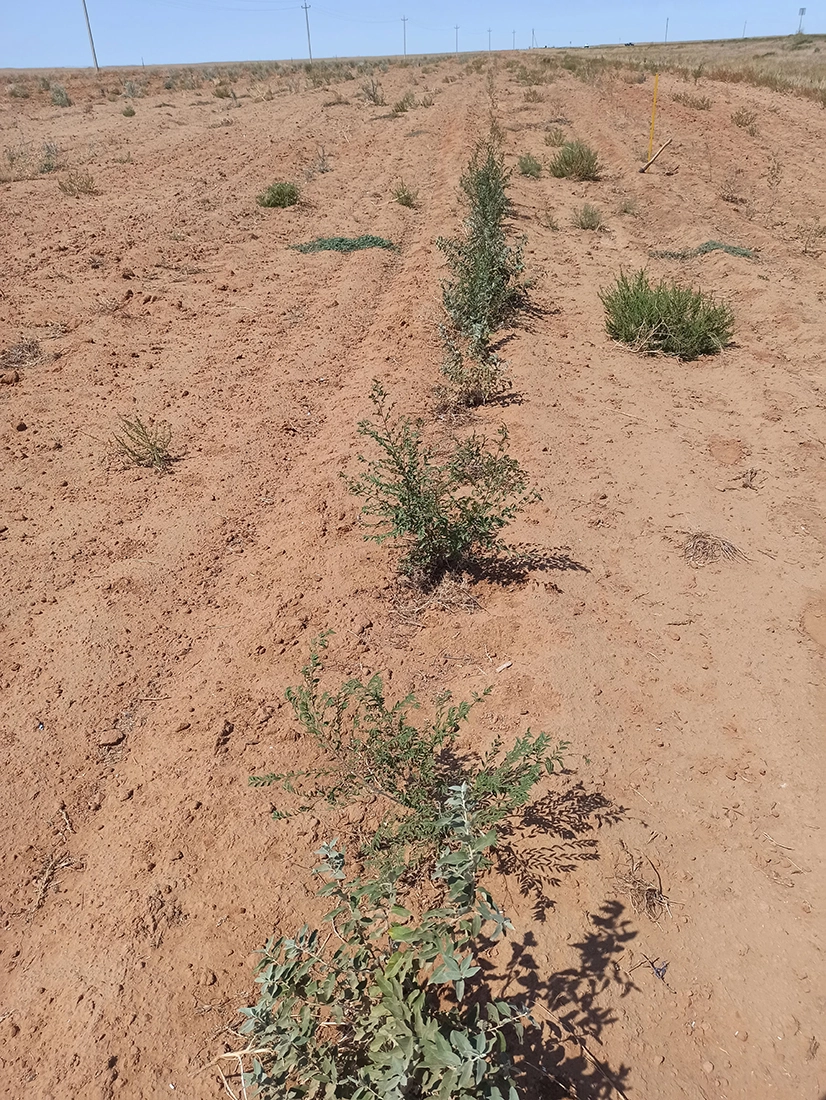 Яшкульское участковое лесничество