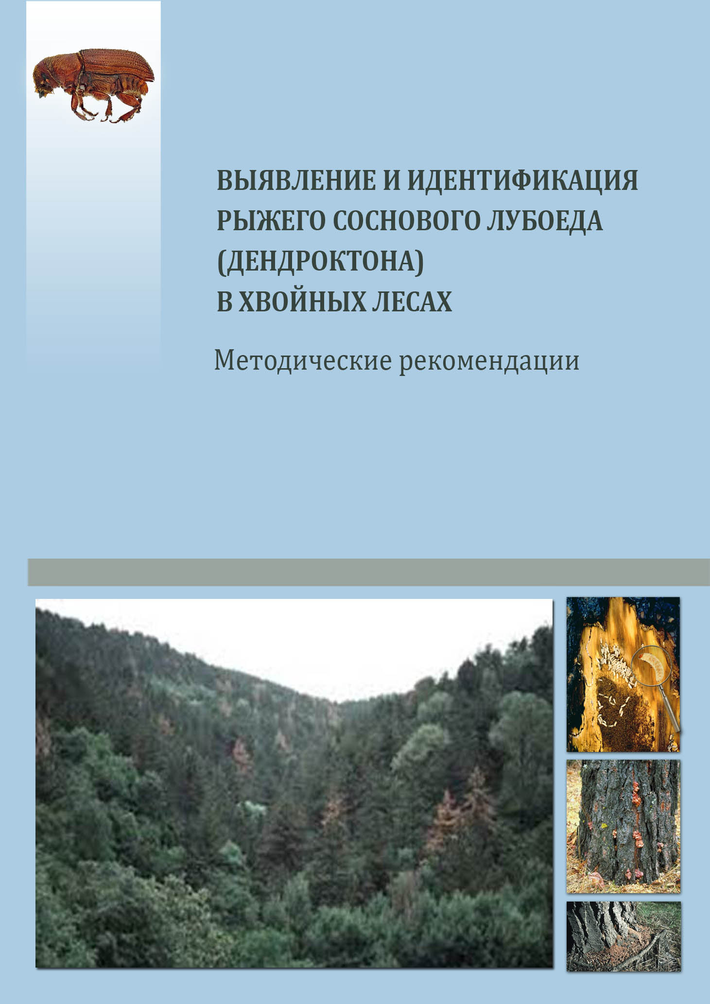 Выявление и идентификация рыжего соснового лубоеда (дендроктона) в хвойных лесах
